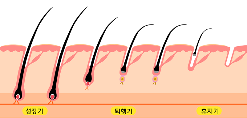 털의 성장주기